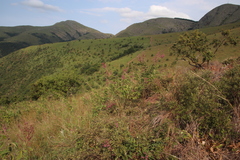 Pseudarthria hookeri