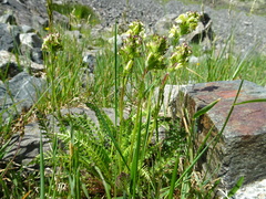 Pedicularis tuberosa