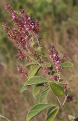 Pseudarthria hookeri