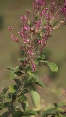 Pseudarthria hookeri