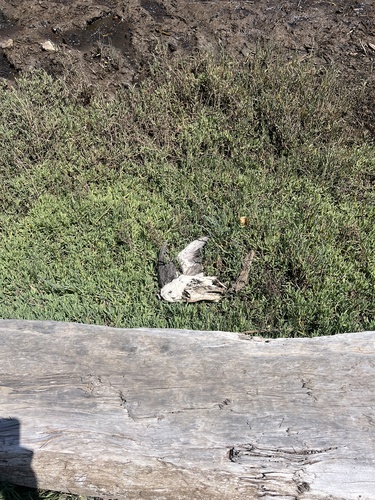 iNaturalist observation photo of Birds