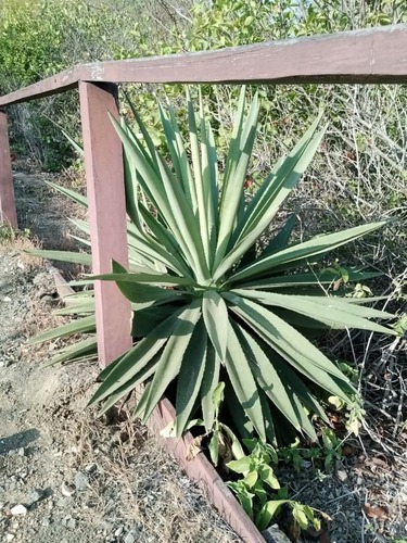 Furcraea andina