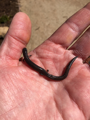 Batrachoseps major major