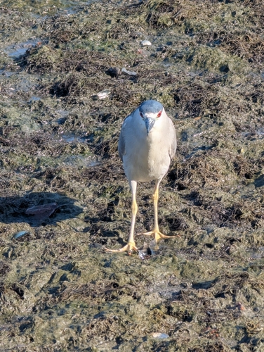 Black-crowned Night Heron