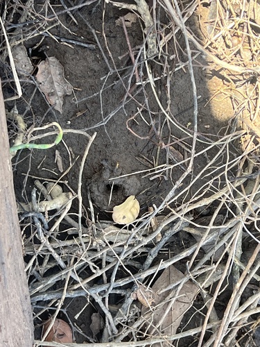 iNaturalist observation photo of Animals