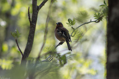 Fringilla coelebs