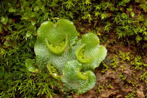 Crescent-cup liverwort
