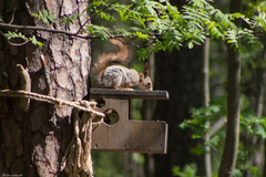 Sciurus vulgaris