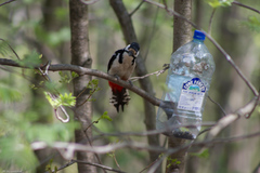 Dendrocopos major