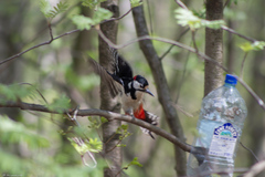 Dendrocopos major