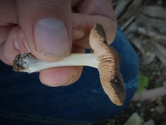 Pluteus satur