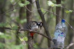 Dendrocopos major