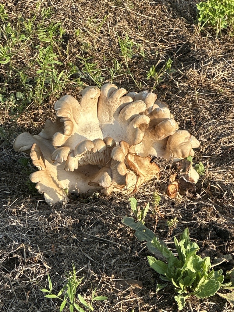 Pleurotus ostreatus · April 2026 · photo: © chris_range (iNaturalist, CC)