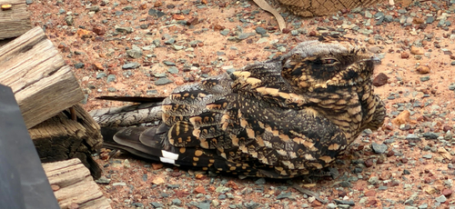 Spotted Nightjar