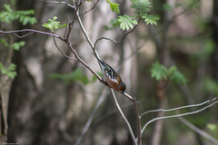 Fringilla coelebs