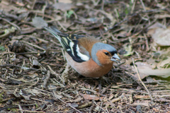 Fringilla coelebs