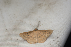 Striglininae