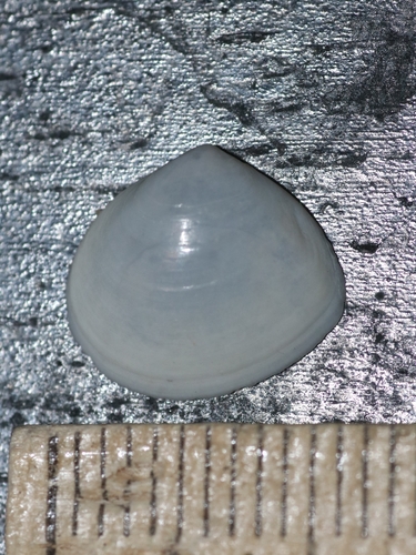 Abra aequalis, 2026-02-26