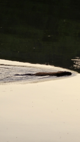 animal observation 3