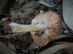 Pluteus satur