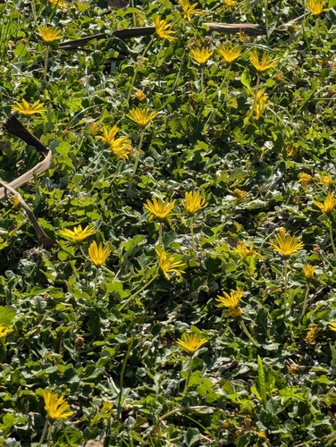 Prostrate Capeweed