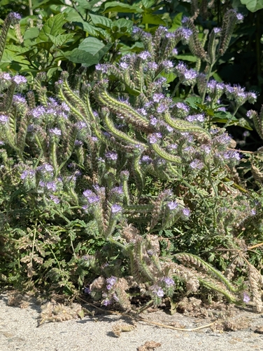 Lacy phacelia