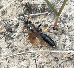 Diphyus salicatorius