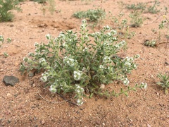 Cryptantha crassisepala