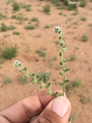 Cryptantha crassisepala