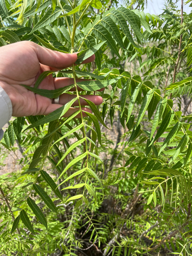 Juglans microcarpa, photograph 3
