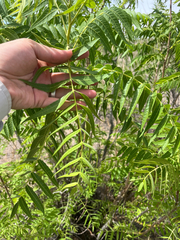 Juglans microcarpa, photograph author not stated, no rights reserved