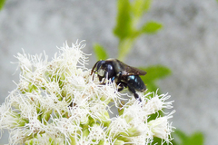 Xylocopa splendidula