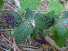 Norvellina chenopodii