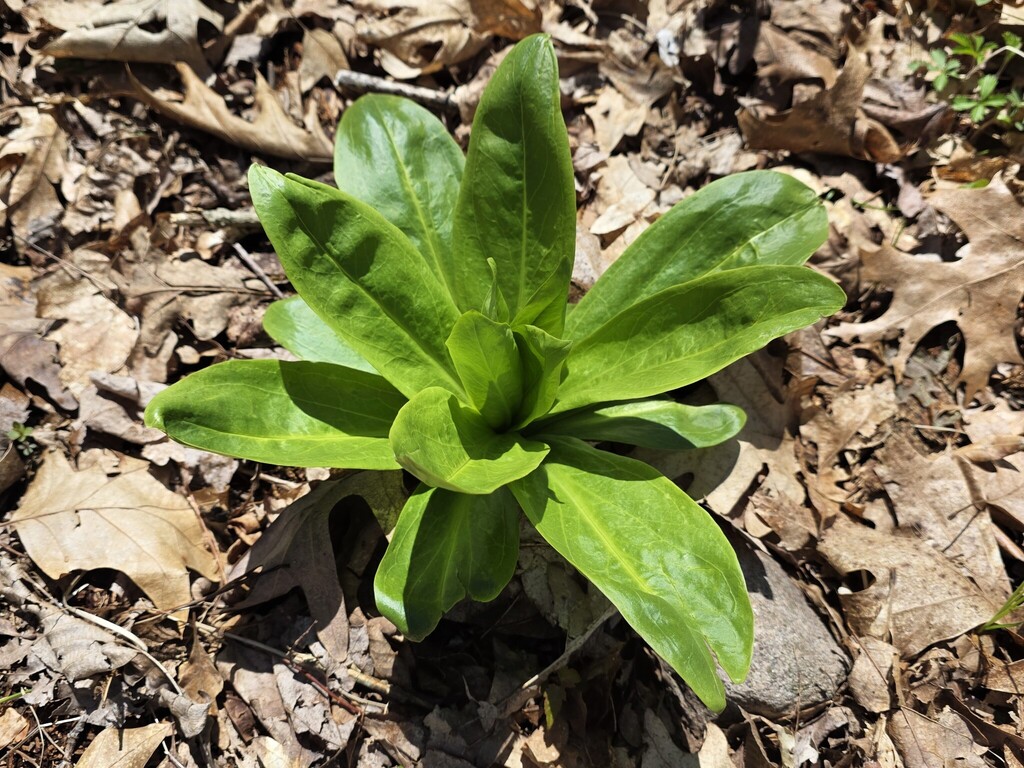 American columbo in April 2026 by Matt Nusstein · iNaturalist