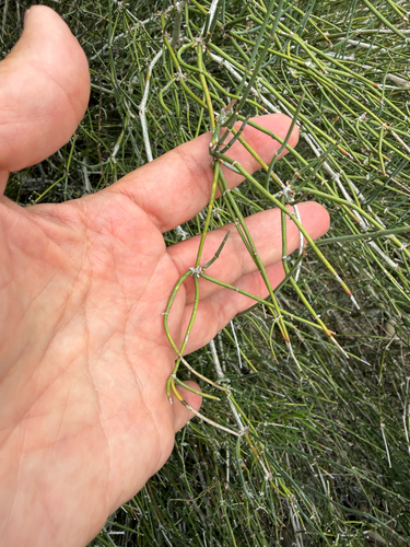 Ephedra antisyphilitica, photograph 5