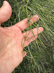 (c) IDClaire, some rights reserved (CC BY) Ephedra antisyphilitica, photograph (c) IDClaire, some rights reserved (CC BY)