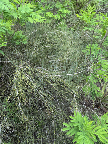 Ephedra antisyphilitica, photograph 6