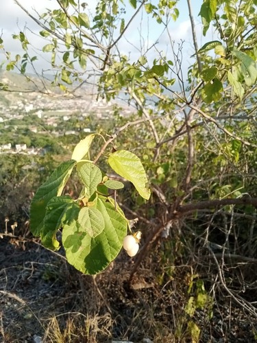 Cordia lutea, photograph 5