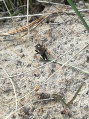 Diphyus salicatorius