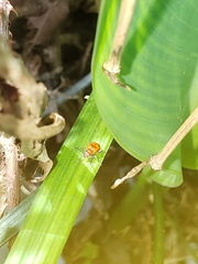 Neolema quadriguttata