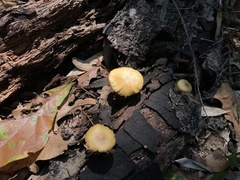 Pleuroflammula tuberculosa