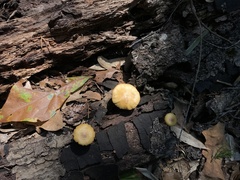 Pleuroflammula tuberculosa