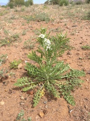 Lepidium thurberi