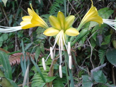 Eucrosia dodsonii