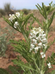 Lepidium thurberi