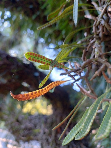 Microgramma mortoniana, photograph 1