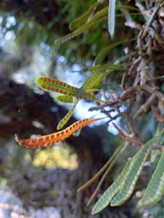 Microgramma mortoniana