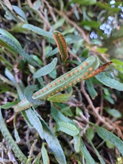 Microgramma mortoniana, photograph author not stated, no rights reserved