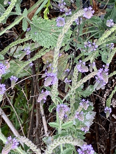 iNaturalist observation photo of western vervain