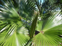 Livistona chinensis